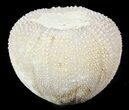 Psephechinus Fossil Echinoid (Sea Urchin) - Morocco #46395-1